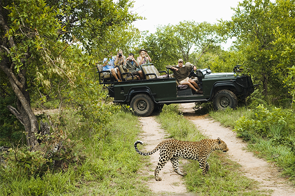 MalaMala Game Reserve, South Africa<strong></strong> Tourists watch leopard in MalaMala Game Reserve