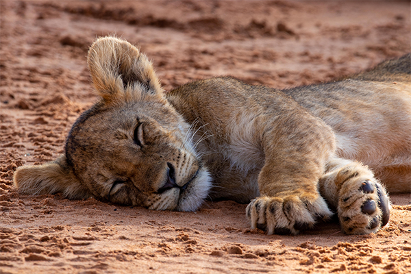 Kgalagadi, South Africa Lion cub sleeping in Kgalagadi National Park