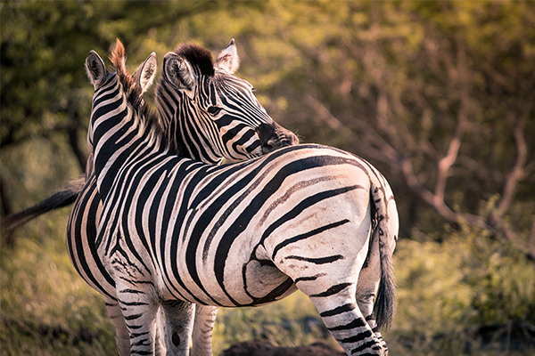 Sabi Sands, South Africa Two zebras snuggle in Sabi Sands