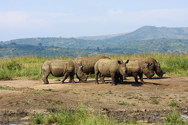Hluhluwe-Imfolozi Game Park, South Africa Rhino herd in Hluhluwe-Imfolozi Game Park