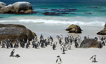 Boulder Beach on the coast of South Africa Penguins on Boulder Beach on the coast of South Africa