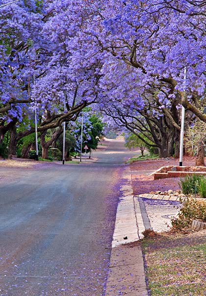 Blossom in South Africa Colourful purple blossom in a street in Cape Town in South Africa