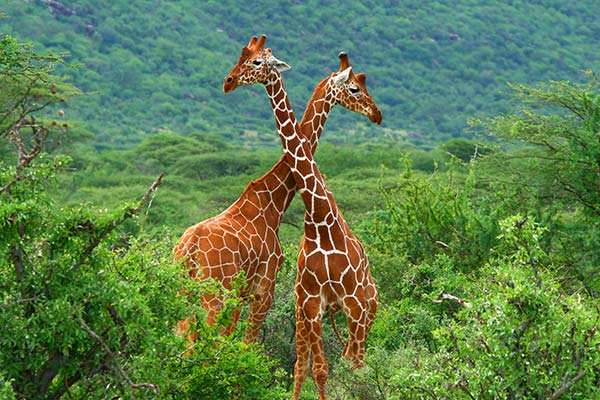 Giraffes on a safari in South Africa two giraffes standing in the green shrubs on a safari in south africa