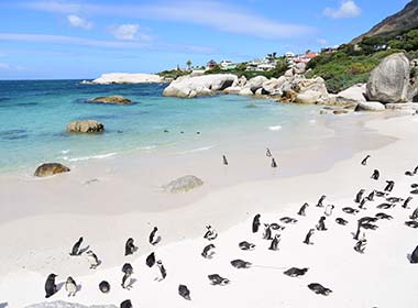 penguins on the beach in boulders bay south africa
