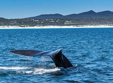 whale breaking the surface in the sea in south africa hermanus