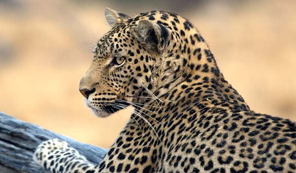 Chizarira National Park, Zimbabwe leopard laying in the tree in chizarira national park