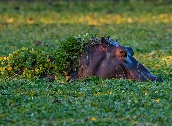 Mana Pools National Park, Zimbabwe hippo in the river at mana pools national park in zimbabwe
