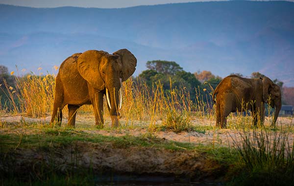 two elephants in zambezi national park in zimbabwe