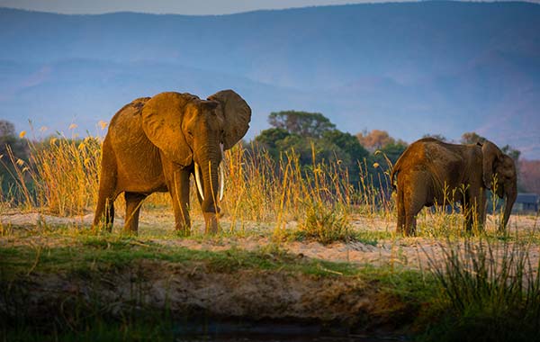 Zambezi National Park, Zimbabwe two elephants in zambezi national park in zimbabwe