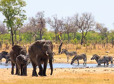 group of elephants and zebra at wateringhole in hwange national park in zimbabwe