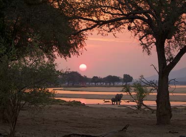 elephant by the pool at sunset in mana pools national park in zimbabwe
