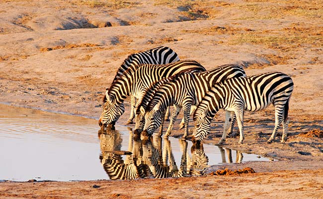 group of zebra drinking on a zimbabwe tour