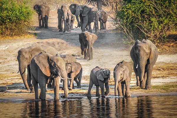 herd of elephants drinking and playing at the water in zimbabwe