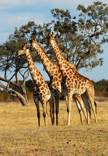 three giraffes in a national park in zimbabwe