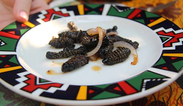 Mopane worms a popular snack in zimbabwe