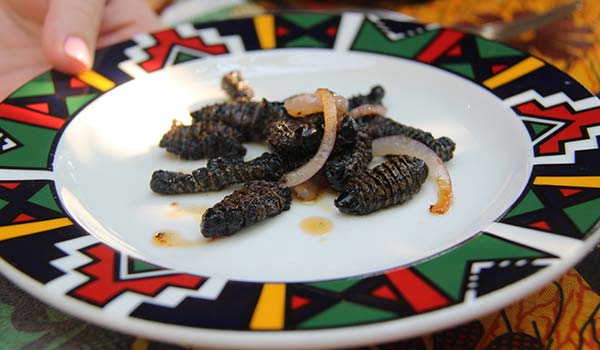 Mopane Worms Mopane worms a popular snack in zimbabwe