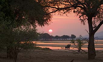 elephant in zimbabwe national park at sunset