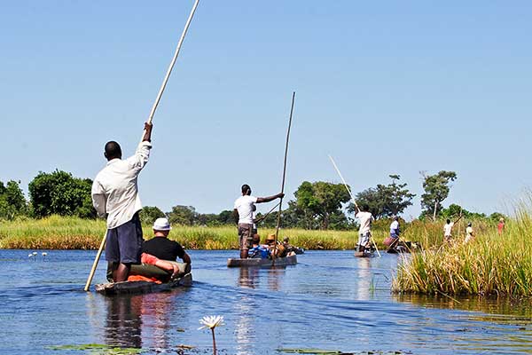 Mokoros in the Okavango Delta image of polers on mokoros in the Okavango Delta