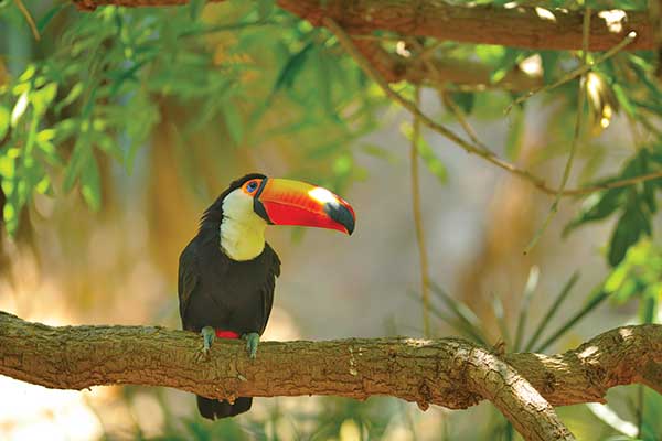 image of a toucan in Costa Rica