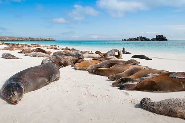 The Galapagos Islands an image of seals relaxing on the Galapagos islands