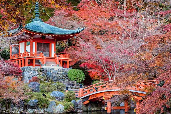 Cherry Blossom season in Kyoto, Japan image of the cherry blossom and temples in Kyoto Japan