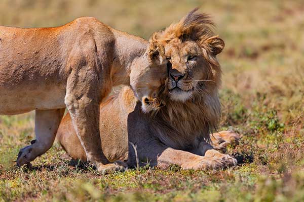 The Serengeti National Park in Tanzania Lions in the Serengeti National Park