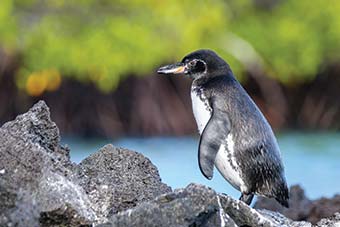 Galapagos Penguins in Elizabeth Bay on Isabela Island