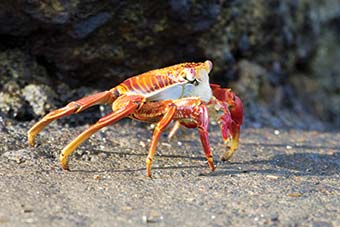 Sally Lightfoot Crab (Grapsus grapsus) on Floreana Island, Galápagos Islands