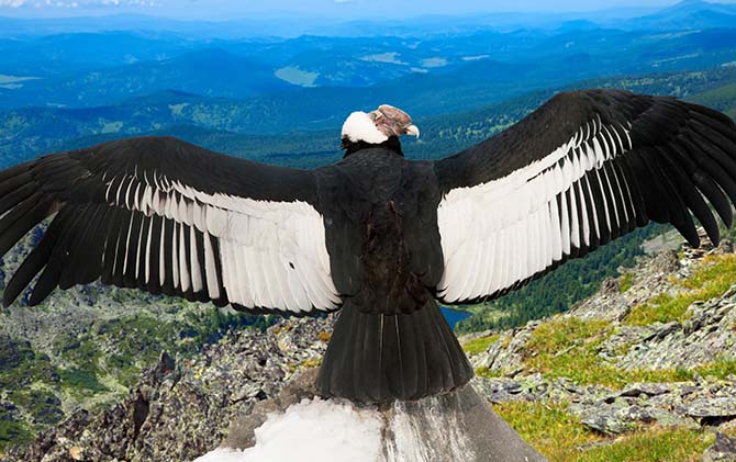 A large Andean condor looks over the landscape of Patagonia in search of prey