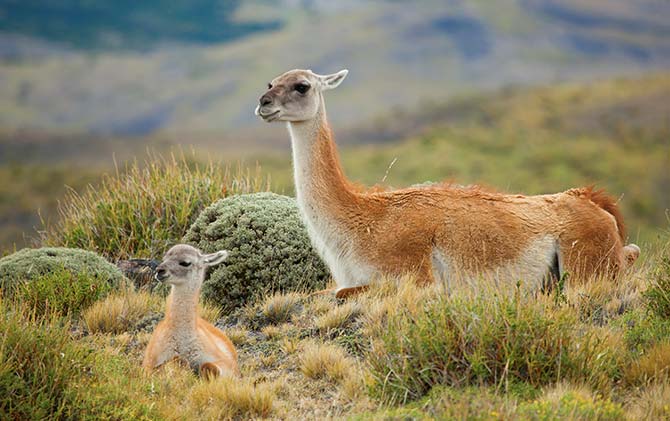 A guanaco with her young sitting in Torres del Paine National Park