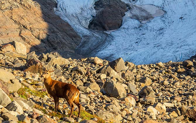A beautiful Huemul in Torres Del Paine National Park, Patagonia, Chile 