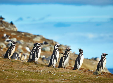 A group of penguins roaming on Isla Magdalena in Patagonia