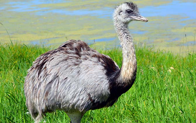 A rhea stands on the grass in Patagonia