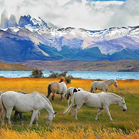 Beautiful white and gray horses infront of the towering cliffs of Torres del Paine, Patagonia