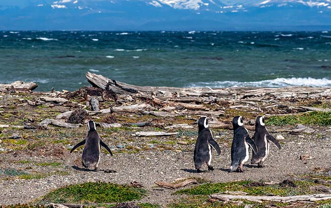 A group of penguins walk along the shores on Isla Magdalena in Patagonia