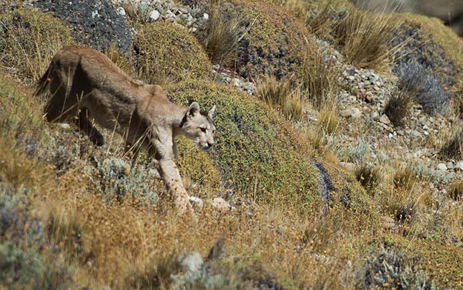 A puma blends into the background of the Patagonian landscape as it walks towards its prey