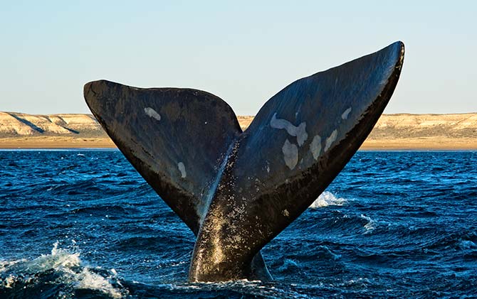 The tail of a blue whale splashing out of the water off the coast of Argentina