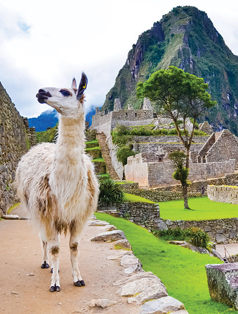 posing llama on the sacred site of machu picchu, peru tours, inca trail trek