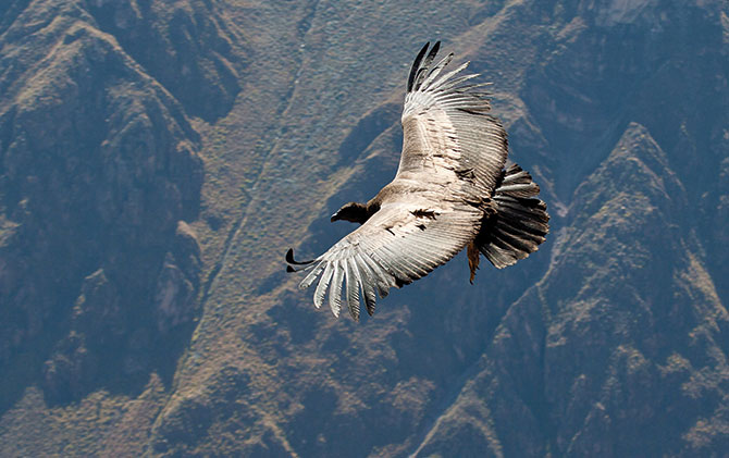 Condor flying over Colca Canyon, bird of prey, south america wildlife