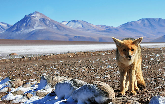 Torres del Paine National park hosts a variety of wildlife to spot whilst trekking on tours Wildlife holidays in patagonia and chile, national parks in patagonia