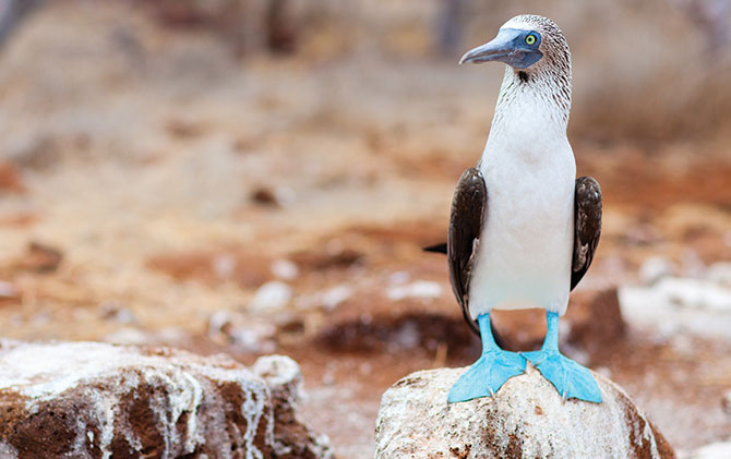 Blue-footed boobys, wildlife in the Galapagos islands, giant galapagos tortoise