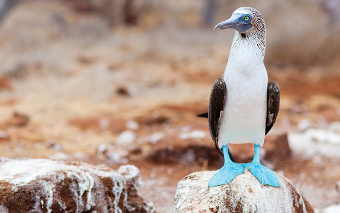Wildlife in the Galapagos islands including the giant Galapagos tortoise and the blue-footed boobys Blue-footed boobys, wildlife in the Galapagos islands, giant galapagos tortoise