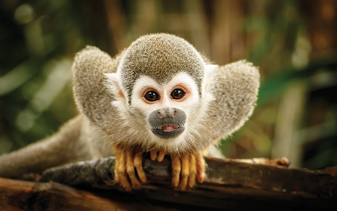 The world’s largest tropical rainforest spans across 9 countries; Brazil, Ecuador, Venezuela, Suriname, Peru, Colombia, Bolivia, Guyana and French Guiana adventure holidays, wildlife in the amazon rainforest, Peru wildlife, Colombia wildlife, bolivia wildlife
