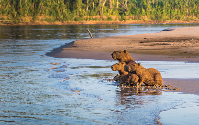 Capybara playing by the pantanal wetlands, Bolivia The Pantanal Wetlands, UNESCO World heritage site, wildlife in Bolivia and Paraguay