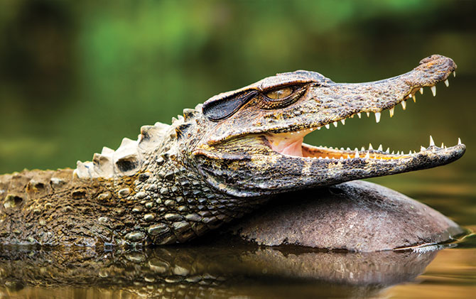 Amazon River is the largest river in South America and is home to the Caiman The amazon river is the largest river in South America, Amazon river tours
