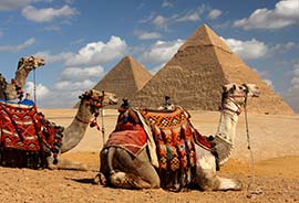 Camels in front of the great pyramids of giza one of the 7 new wonders of the world in egypt