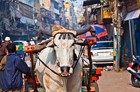 Busy streets of Delhi India with cow pulling a cart