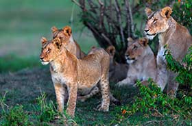 pack of lions sitting by a tree in the grass on an African safari on a group tour from Kruger to Victoria Falls in Africa