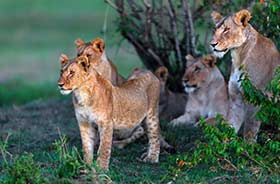 Pack of lions on an African Safari pack of lions sitting by a tree in the grass on an African safari on a group tour from Kruger to Victoria Falls in Africa