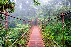 walking on suspension bridges in the Monteverde Cloud Forest in a jungle in Costa Rica, Central America